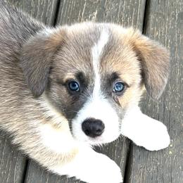 Male 2 Sable Bluie with crooked blaze - Blue male Pembroke Welsh Corgi puppy in Moundville, Alabama from Cartee Corgis - Debi Cartee Mills