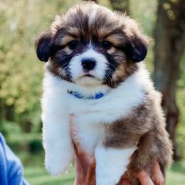 Jameson - Sable male Pembroke Welsh Corgi puppy in North East, Maryland from Potato Patch