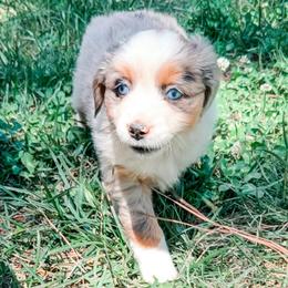 Indi - Blue merle female Miniature Australian Shepherd puppy in Shingletown, California from Whiskeytown Aussies