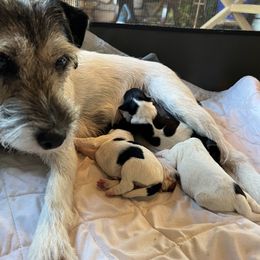 Parson Russell Terrier puppies from Hanford Hills Terriers