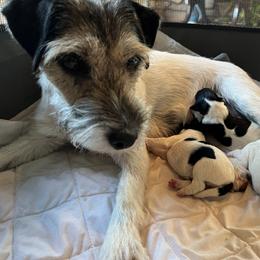 Parson Russell Terrier puppies from Hanford Hills Terriers