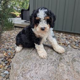 Max - Tri-color male Bernedoodle puppy in Beach City, Ohio from Blue Cloud Doodles