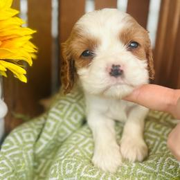Colby - Blenheim female Cavalier King Charles Spaniel puppy in Bellevue, Michigan from Phoenix Farm