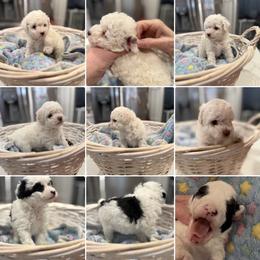 Poodle puppies from Always Best Kennels, Inc
