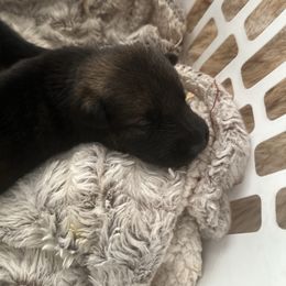 Boy 5 - Bi-color male German Shepherd puppy in Surprise, Arizona from Vom Wustefeuer German Shepherds