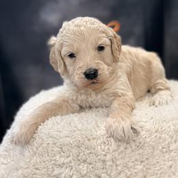 Mac - Cream male Goldendoodle puppy in Houston, Texas from Were The Mack'Doodles
