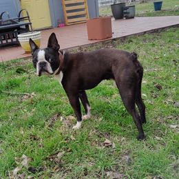 Ferris - Boston Terrier