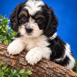 Logan - Wolverine - Black and white male Cavapoo puppy in Austin, Texas from Haus of Doodles