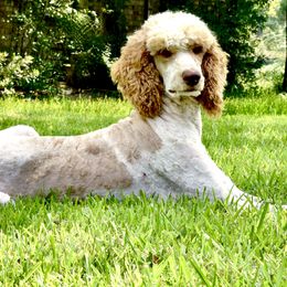 Whiskey - Poodle