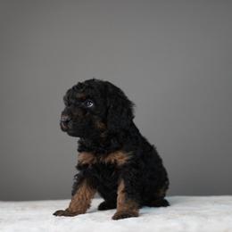Captain America - Phantom male Poodle puppy in Caldwell, Idaho from Boise Doodle Co.