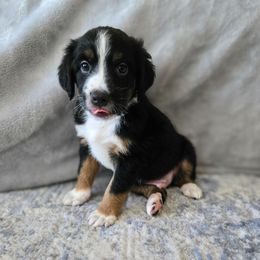 Pascal - male Australian Mountain Doodle puppy in Culpeper, Virginia from Hazel River Doodles