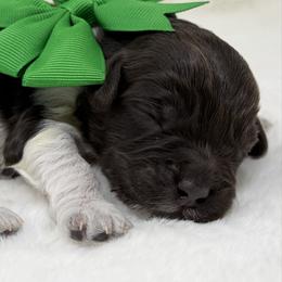 Beau (green collar) - Chocolate male Australian Labradoodle puppy in Mount Gilead, North Carolina from Tillery Labradoodles