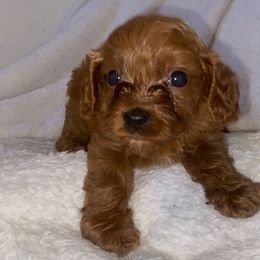 Alvin - Red male Cavapoo puppy in El Sobrante, California from Mckendra's Legacy