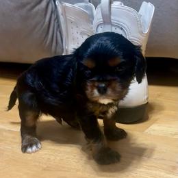 Cooper - Black and tan male Cavalier King Charles Spaniel puppy in Watkinsville, Georgia from Cavaliers of Windsor