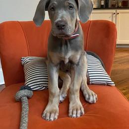 Great Dane Puppies from Night Magic Danes