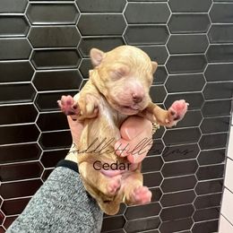 Cedar - Apricot male Goldendoodle puppy in Rienzi, Mississippi from Saddle Hill Farms