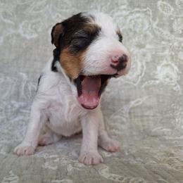 Girl 2 - White black and tan female Wire Fox Terrier puppy in Lancaster, Missouri from Missouri Meadows Farm