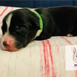Australian Shepherd Puppies from REINVENTED.KENNELS