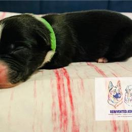 Australian Shepherd Puppies from REINVENTED.KENNELS