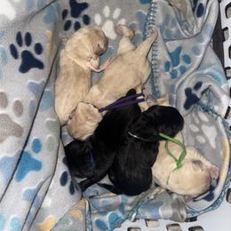 Pink Collar Female - Yellow female Labrador Retriever puppy in Kissimmee, Florida from SunState Labs