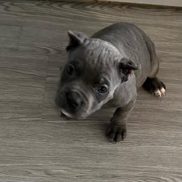 Boy 1 - Gray male Cane Corso puppy in Waldorf, Maryland from Myles High Dog Club