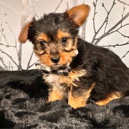Snoopy - Black and tan male Yorkshire Terrier puppy in Aurora, Colorado from Exotic Kennels Co