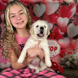 Aspen (Lime Green Collar) - Golden Retriever puppy from River City Golden Retrievers