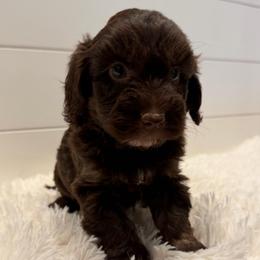Black Collar Boy - Chocolate male Goldendoodle puppy in San Augustine, Texas from Vintage Doodles