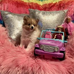 Pomeranian Puppies from Regal Poms