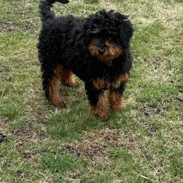Daisy - Sable female Aussiedoodle puppy in Deer Park, Washington from Doodle Paw Ranch
