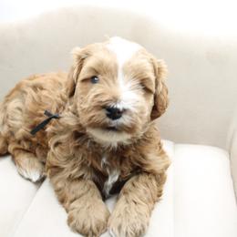 Ryan - Red male Bernedoodle puppy in Saratoga Springs, Utah from Saratoga Springs Doodles
