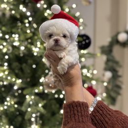 Prince of Love - White male Shih Tzu puppy in Kent, Washington from Exclusively Shih Tzu's LLC