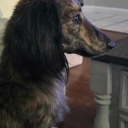 Kosmo - Dachshund