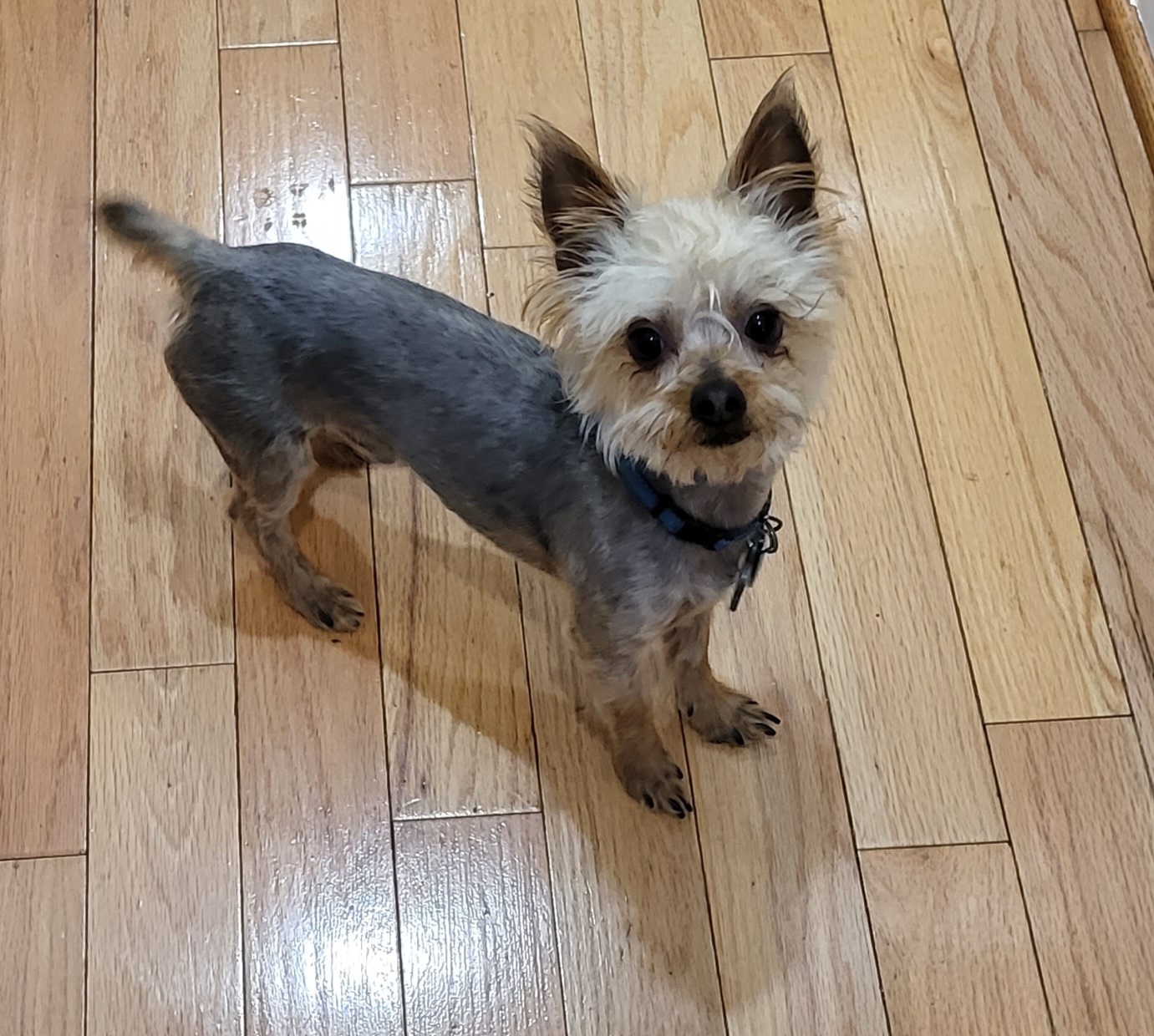 Moccasin - Yorkshire Terrier