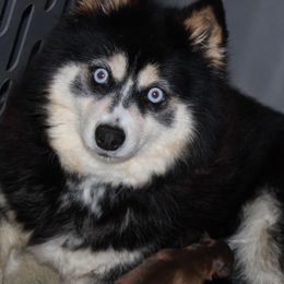 Raven - Pomsky