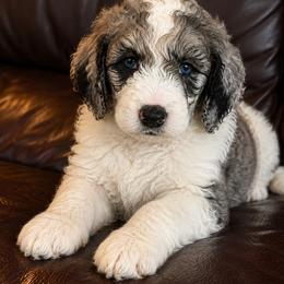 Bernedoodle, Goldendoodle, and Poodle Puppies from Gentle Paw Goldendoodles