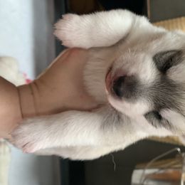 Siberian Husky Puppies from Sassenach Siberians