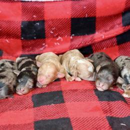 Bernedoodle and Cavapoo Puppies from Lawler’s Legacy Litters