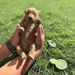 Lime - Apricot male Goldendoodle puppy in Gainesville, Florida from Pet Inn Xxweetdoodles