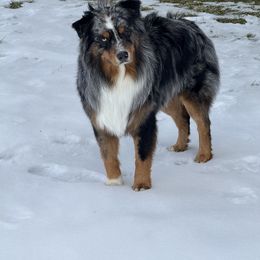 Carson - Australian Shepherd