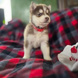 Bell - Red and white female Siberian Husky puppy in Kansas City, Missouri from Anuun's Huskies