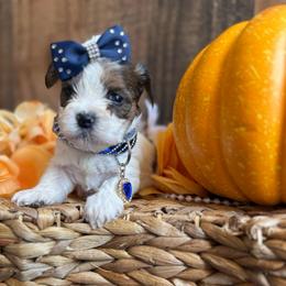 Armani - Parti male Yorkshire Terrier puppy in Howe, Oklahoma from Ray Holder