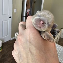 Angela - Lilac female Shih Tzu puppy in Fairfield County, Ohio from Wandering Tzu