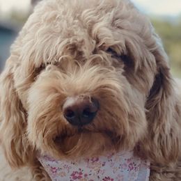 Goldendoodles and Labradoodles from DG Labradoodles