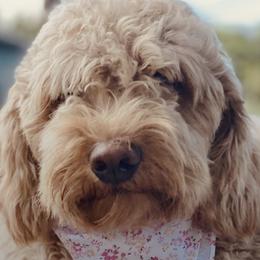 Goldendoodles and Labradoodles from DG Labradoodles