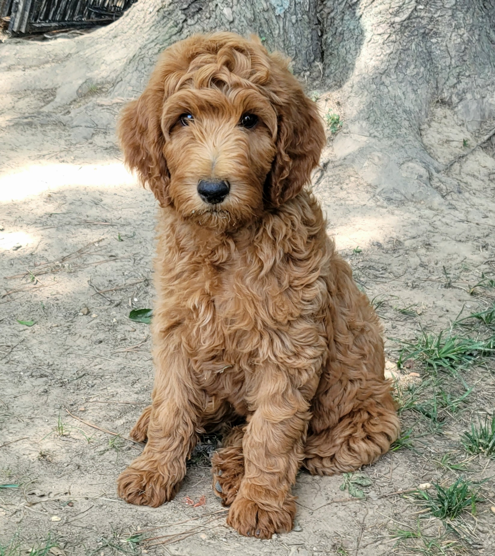 Reba - Red Labradoodle puppy in Mckenzie, Tennessee from Small Town Doodles & Poodles