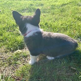American Corgi Puppies from Patriot American Corgi