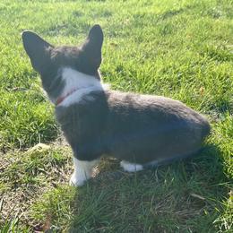 American Corgi Puppies from Patriot American Corgi