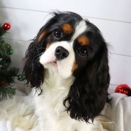 Cavalier King Charles Spaniels from Graceful Acres