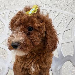 Zamira - Red  female Goldendoodle puppy in Davie, Florida from Daviegoldendoodles